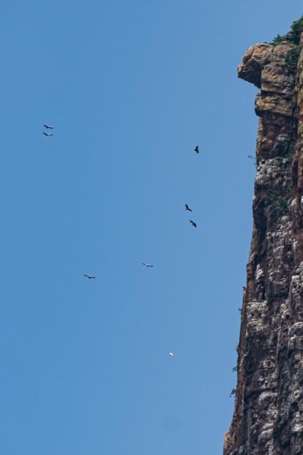 Cape Vulture Conservancy フッドスプルイト エクステリア 写真