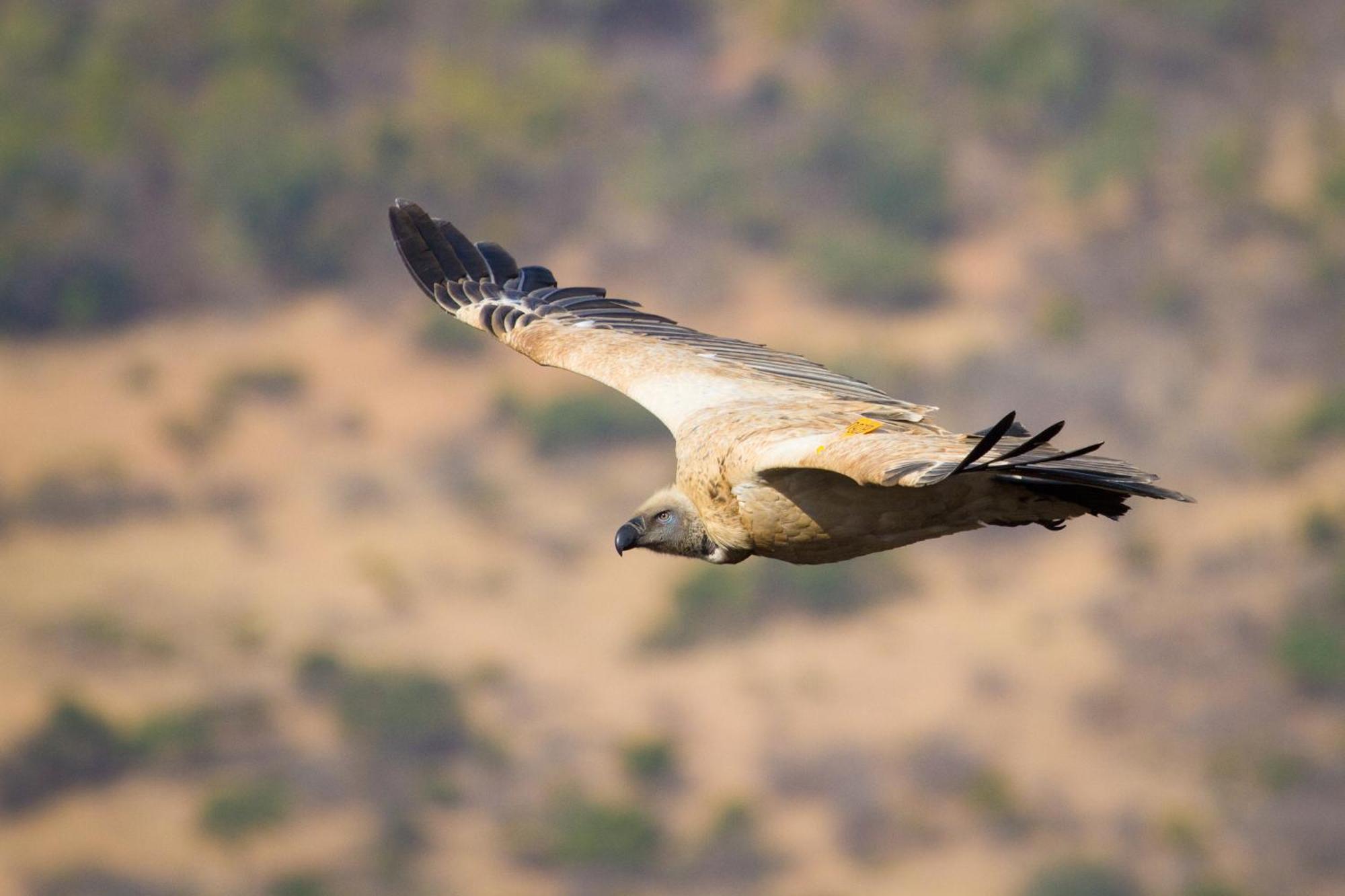 Cape Vulture Lodge フッドスプルイト エクステリア 写真